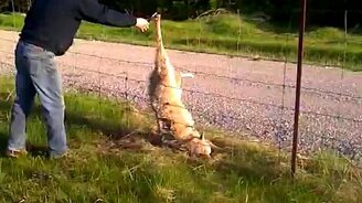 Спасение волка - смотреть видео (1:02)