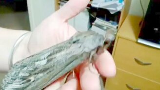 Огромный мотылёк - смотреть видео (1:00)