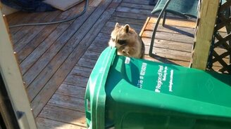 Енот против контейнера с компостом - смотреть видео (2:46)