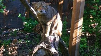 Дикая шотландская кошка с котёнком - смотреть видео (1:02)