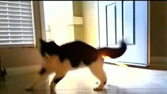 Где свербит у кошки? - смотреть видео (0:10)