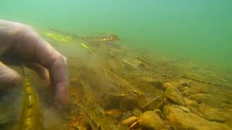 Пескарь в Сакмаре - смотреть видео (4:14)