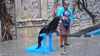 Поющий морской лев - смотреть видео (0:56)