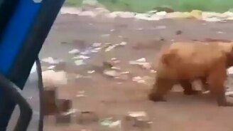 Голодные медведи на свалке - смотреть видео (2:48)