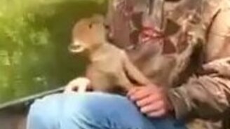 Воем с маленьким койотом - смотреть видео (0:29)