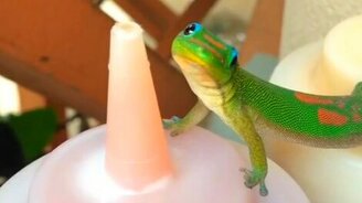 Ящерица лакомится - смотреть видео (0:15)