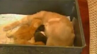 Кошка выкармливает крольчонка - смотреть видео (0:56)