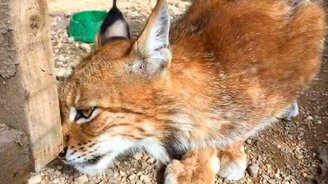 Ласковая прирученная рысь - смотреть видео (4:27)