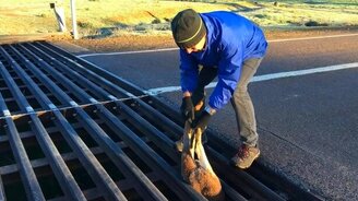 Спас кенгурёнка - смотреть видео (1:25)