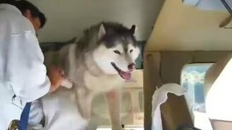 Хаски против фена - смотреть видео (1:02)