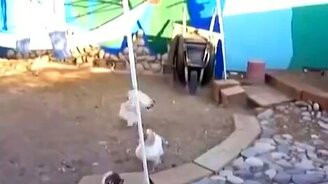 Курицы разнимают кроликов - смотреть видео (0:28)