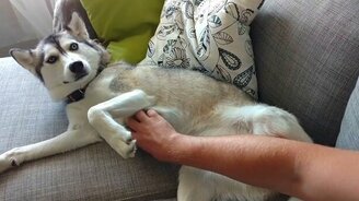 Хаски хочет, чтобы её гладили - смотреть видео (0:51)