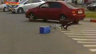 Помойка собаку не остановит - смотреть видео (0:23)