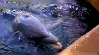 Смешное видео с прикольной озвучкой - смотреть видео (2:48)