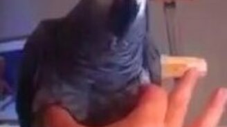 Попугай и щекотка - смотреть видео (0:18)