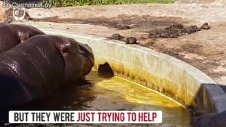 Бегемоты помогли утенку выбраться из бассейна - смотреть видео (0:30)