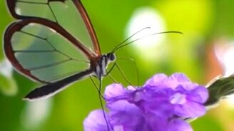 Самые удивительные прозрачные существа - смотреть видео (4:37)