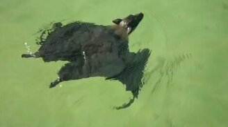 Плывущая летучая мышка - смотреть видео (0:46)