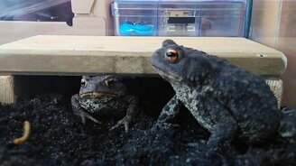 Кормление домашних жаб - смотреть видео (5:25)