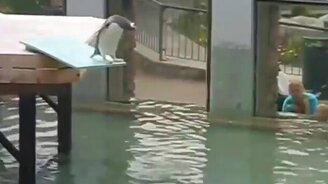 Нерешительный пингвинчик - смотреть видео (1:14)