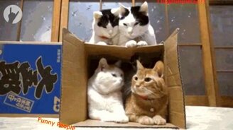 Забавные и счастливые животные - смотреть видео (5:01)