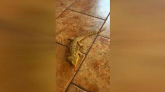 Ящерица против плитки на полу - смотреть видео (0:25)