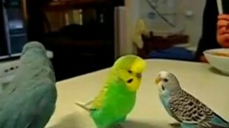 Разговор трёх попугаев - смотреть видео (1:14)