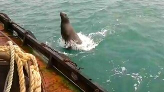 Морской лев-захватчик - смотреть видео (0:38)