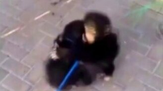 Встретились давние знакомые - смотреть видео (0:38)