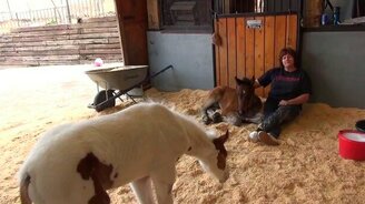 Общаемся с жеребятами - смотреть видео (5:15)