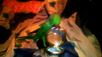 Магия приручения питомца - смотреть видео (2:10)