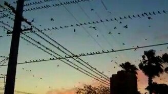 Нашествие птиц - смотреть видео (0:20)