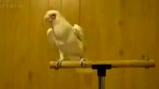 Попугаичий танец - смотреть видео (2:36)