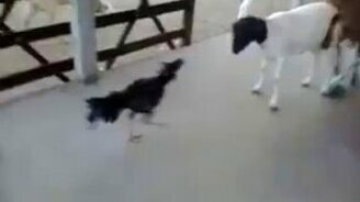 Петух против козлёнка - смотреть видео (2:33)