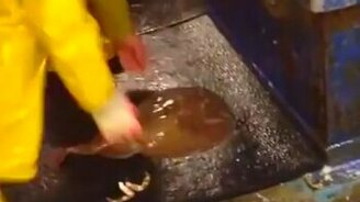 Взятие ската голыми руками - смотреть видео (1:10)