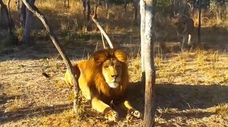 Львица нападает на льва - смотреть видео (0:52)