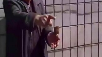 Умная птица попрошайки - смотреть видео (1:30)