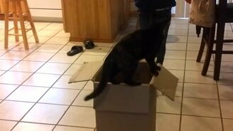 Котозахват прямиком в ад - смотреть видео (0:08)