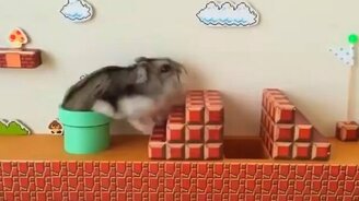 Домик для хомячка в стиле Марио - смотреть видео (0:39)