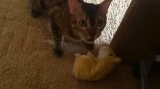 Кошка и говорящий хомяк - смотреть видео (0:16)