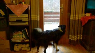 Пёс впускает кошку домой - смотреть видео (0:19)