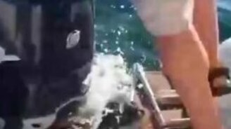 Тюлень запрыгнул в лодку, спасаясь от касаток - смотреть видео (0:40)