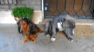 Кто погрыз стельку? - смотреть видео (1:13)