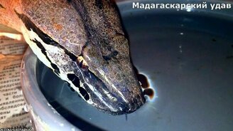 Змеи пьют воду - смотреть видео (1:48)