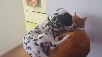 Инь-ян кошки и собаки - смотреть видео (0:16)