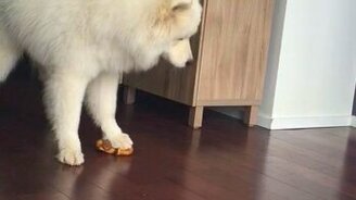 Самоедская лайка поёт - смотреть видео (0:35)