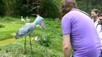 Как здороваться с королевской цаплей - смотреть видео (1:16)