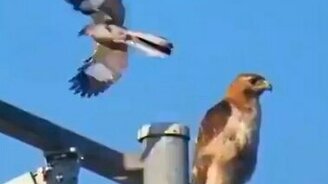 Птица, достигшая совершенного спокойствия - смотреть видео (0:43)