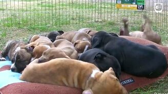 Безалаберный пёс - смотреть видео (0:11)