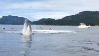 Величественные киты - смотреть видео (1:45)